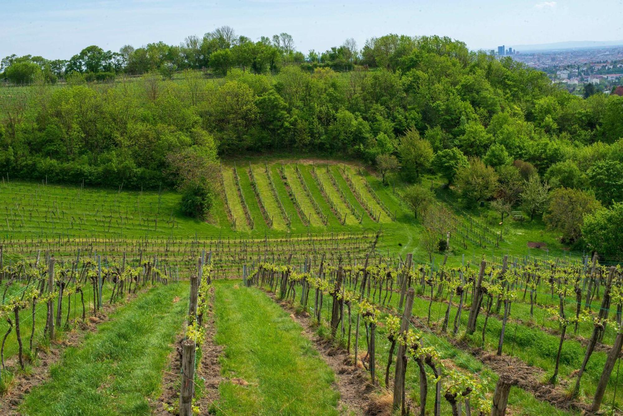 Herrlicher Ausblick Ueber Wien Ngoại thất bức ảnh